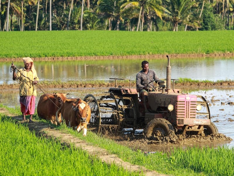 Agriculture and food security under Tinubu